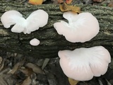 Pleurotus djamor image