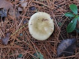 Russula clavipes image