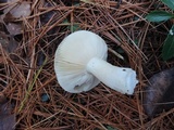 Russula clavipes image
