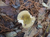 Russula clavipes image