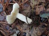 Russula clavipes image