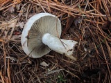 Lactarius chelidonium image