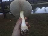 Amanita persicina image