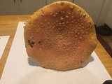 Amanita persicina image