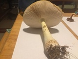 Amanita persicina image