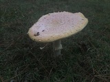 Amanita persicina image