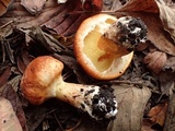Suillus caerulescens image