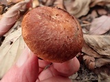 Suillus caerulescens image