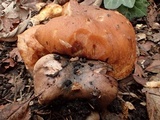 Gomphidius oregonensis image