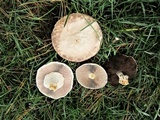 Agaricus arvensis image