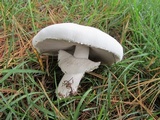 Agaricus arvensis image
