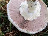Agaricus arvensis image