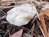 Ampulloclitocybe clavipes image