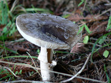 Amanita excelsa image