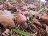 Chroogomphus vinicolor image