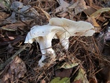 Clitocybe robusta image