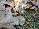 Tricholoma terreum image
