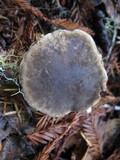Boletus mendocinensis image
