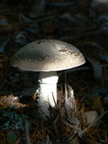 Amanita excelsa image