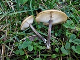 Melanoleuca melaleuca image
