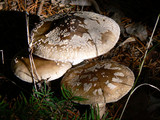 Amanita excelsa image