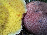 Suillus lakei image