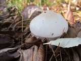 Limacella illinita image