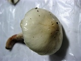 Limacella illinita image