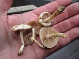 Hebeloma ischnostylum image