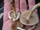 Hebeloma ischnostylum image