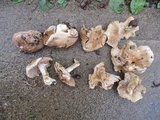 Hebeloma arenosum image
