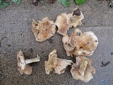Hebeloma arenosum image