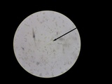 Hebeloma arenosum image