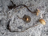 Rhizomarasmius pyrrhocephalus image