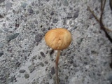 Rhizomarasmius pyrrhocephalus image