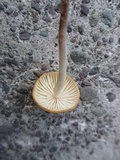 Rhizomarasmius pyrrhocephalus image