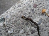Rhizomarasmius pyrrhocephalus image