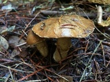 Suillus lakei image