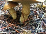 Suillus lakei image