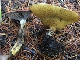 Gomphidius subroseus image
