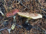 Gomphidius subroseus image