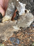 Tricholoma vernaticum image