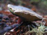 Boletus mendocinensis image