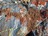 Psora californica image