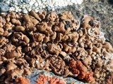 Psora californica image