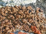 Psora californica image