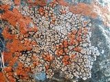 Psora californica image