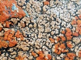 Psora californica image
