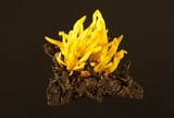 Clavulinopsis fusiformis image