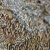 Trametopsis cervina image